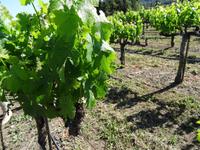 Napa Valley - Winery &ndash; &copy; Ralf Mehnert (Eberhardt TRAVEL)