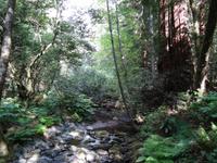 Muir Woods Nationalpark &ndash; &copy; Ralf Mehnert (Eberhardt TRAVEL)