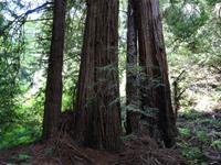 Muir Woods Nationalpark &ndash; &copy; Ralf Mehnert (Eberhardt TRAVEL)