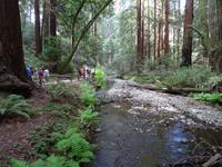 Muir Woods Nationalpark &ndash; &copy; Ralf Mehnert (Eberhardt TRAVEL)