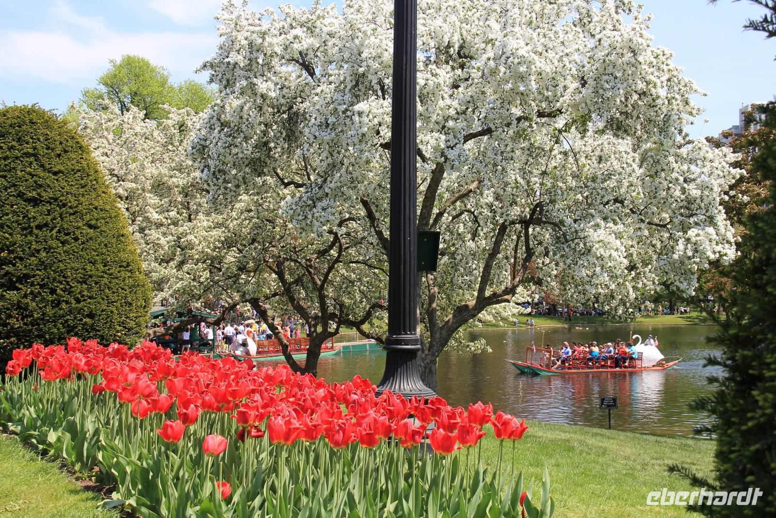 Boston - Public Garden &ndash; &copy; Sylvia Ott (Eberhardt TRAVEL)