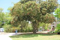 Fort Myers - Edison and Ford Estate &ndash; &copy; Sylvia Ott (Eberhardt TRAVEL)