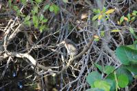 J.N. Ding Darling National Wildlife Refuge &ndash; &copy; Sylvia Ott (Eberhardt TRAVEL)