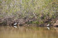 J.N. Ding Darling National Wildlife Refuge &ndash; &copy; Sylvia Ott (Eberhardt TRAVEL)