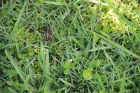 in den Everglades &ndash; &copy; Sylvia Ott (Eberhardt TRAVEL)