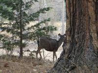 im Yosemite Valley &ndash; &copy; Jürgen Schmeißer (Eberhardt TRAVEL)