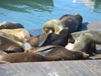 Pier 39 &ndash; &copy; Jürgen Schmeißer (Eberhardt TRAVEL)