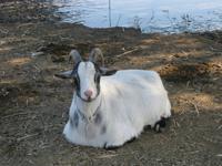 Ziegenbock &ndash; &copy; Annette Zocher (Eberhardt TRAVEL)