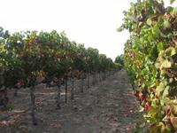 Weingut COSENTINO &ndash; &copy; Annette Zocher (Eberhardt TRAVEL)