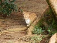 Katze  &ndash; &copy; Kristin Werner (Eberhardt TRAVEL)