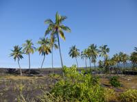 Pu´uhonua´o Honaunau &ndash; &copy; Kristin Werner (Eberhardt TRAVEL)
