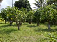 Kaffeeplantage  &ndash; &copy; Kristin Werner (Eberhardt TRAVEL)