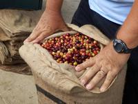 Kaffeeplantage  &ndash; &copy; Kristin Werner (Eberhardt TRAVEL)