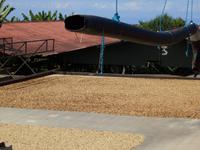 Kaffeeplantage  &ndash; &copy; Kristin Werner (Eberhardt TRAVEL)