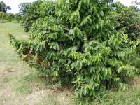 Kaffeeplantage  &ndash; &copy; Kristin Werner (Eberhardt TRAVEL)