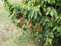 Kaffeeplantage  &ndash; &copy; Kristin Werner (Eberhardt TRAVEL)