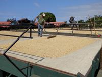 Kaffeeplantage  &ndash; &copy; Kristin Werner (Eberhardt TRAVEL)