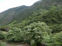 Iao Tal &ndash; &copy; Kristin Werner (Eberhardt TRAVEL)