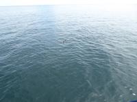 Delfine &ndash; &copy; Sabine Letzybyll (Eberhardt TRAVEL)