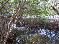 Naturpark Ding Darling &ndash; &copy; Sabine Letzybyll (Eberhardt TRAVEL)
