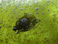 Everglades Nationalpark &ndash; &copy; Sabine Letzybyll (Eberhardt TRAVEL)