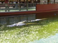 Everglades Nationalpark &ndash; &copy; Sabine Letzybyll (Eberhardt TRAVEL)