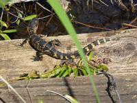 Everglades Nationalpark &ndash; &copy; Sabine Letzybyll (Eberhardt TRAVEL)