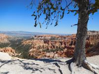 Vegetation am Bryce Canyon &ndash; &copy; Laura Schwanitz (Eberhardt TRAVEL)