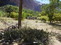 Zion-Nationalpark &ndash; &copy; Laura Schwanitz (Eberhardt TRAVEL)