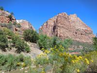 blumiger Zion Nationalpark &ndash; &copy; Laura Schwanitz (Eberhardt TRAVEL)