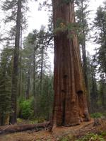 Sequoia - Mammut-Baum im Yosemite Nationalpark &ndash; &copy; Laura Schwanitz (Eberhardt TRAVEL)