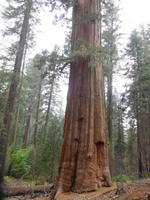 3.000 Jahre werden sie alt - die Sequoia Bäume im Yosemite Nationalpark &ndash; &copy; Laura Schwanitz (Eberhardt TRAVEL)
