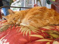 Kater CJ &ndash; &copy; Laura Schwanitz (Eberhardt TRAVEL)