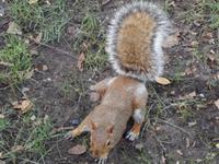 Eichhörnchen &ndash; &copy; Kristin Werner (Eberhardt TRAVEL)