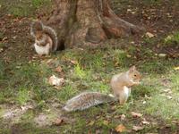 Eichhörnchen &ndash; &copy; Kristin Werner (Eberhardt TRAVEL)