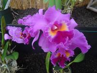Big Island - Akatsuka Orchideen Farm &ndash; &copy; Ralf Mehnert (Eberhardt TRAVEL)