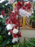 Big Island - Akatsuka Orchideen Farm &ndash; &copy; Ralf Mehnert (Eberhardt TRAVEL)