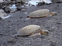 Big Island - Grüne Seeschildkröte &ndash; &copy; Ralf Mehnert (Eberhardt TRAVEL)