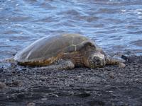 Big Island - Grüne Seeschildkröte &ndash; &copy; Ralf Mehnert (Eberhardt TRAVEL)