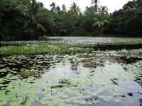 Big Island