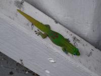 Gecko &ndash; &copy; Ralf Mehnert (Eberhardt TRAVEL)