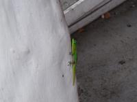 Gecko &ndash; &copy; Ralf Mehnert (Eberhardt TRAVEL)