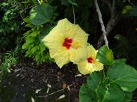 Hibiskusblüte &ndash; &copy; Ralf Mehnert (Eberhardt TRAVEL)