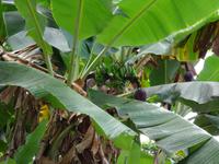Bananenstaude &ndash; &copy; Ralf Mehnert (Eberhardt TRAVEL)