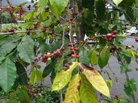 Kaffeestrauch &ndash; &copy; Ralf Mehnert (Eberhardt TRAVEL)