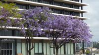 Los Angeles Downtown - Jacaranda Baum &ndash; &copy; Jens Petzoldt (Eberhardt TRAVEL)