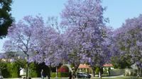 Berverly Hills - Jacaranda Baum &ndash; &copy; Jens Petzoldt (Eberhardt TRAVEL)