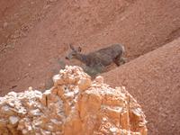 Bryce Canyon &ndash; &copy; Jens Petzoldt (Eberhardt TRAVEL)