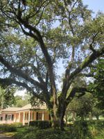 Oak Alley Plantage &ndash; &copy; Sylvia Sann (Eberhardt TRAVEL)
