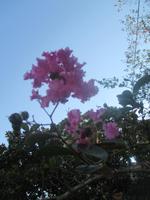 Natchez &ndash; &copy; Sylvia Sann (Eberhardt TRAVEL)